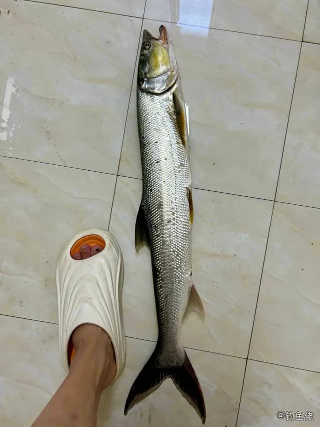鳡鱼钓获 宜昌市 2.5kg