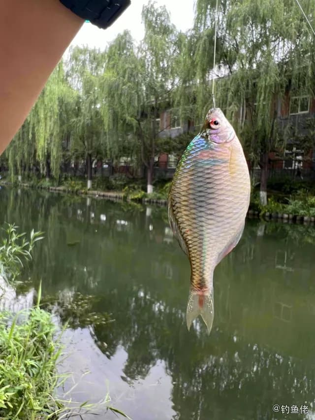 高体鳑鲏钓获 北京市 1.2kg