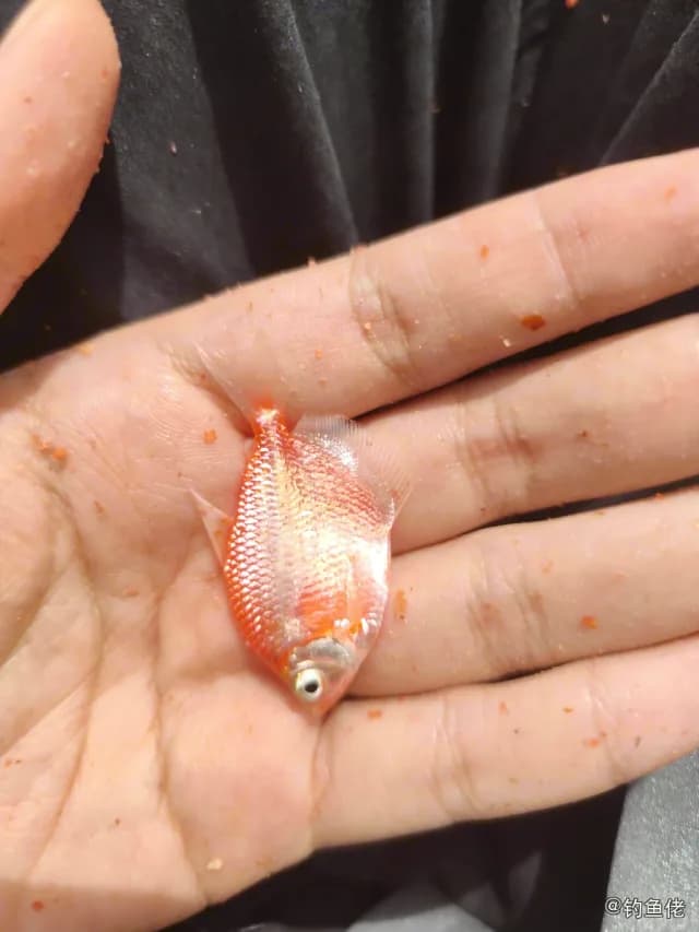 高体鳑鲏钓获 深圳市 0.1kg