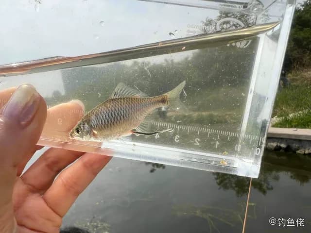 高体鳑鲏钓获 北京市 0.1kg