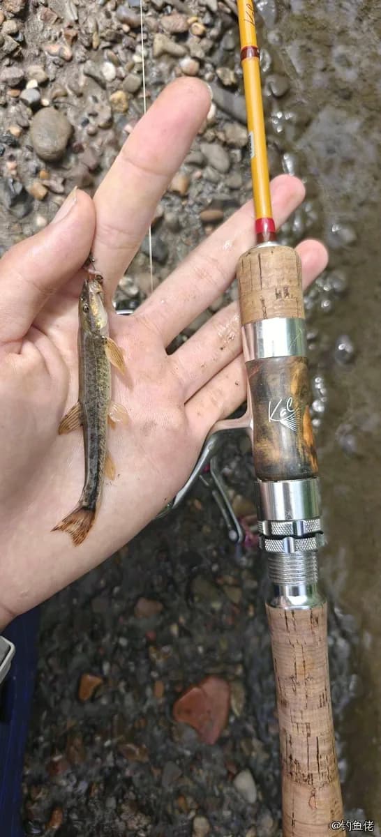 高原鳅钓获 铜川市 