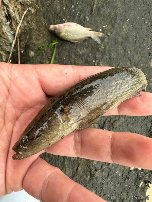 葛氏鲈塘鳢钓获 深圳市 0.03kg