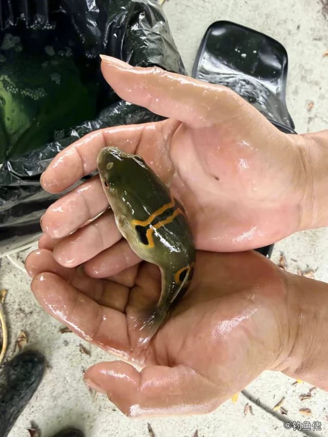 弓斑多纪鲀钓获 佛山市 0.1kg