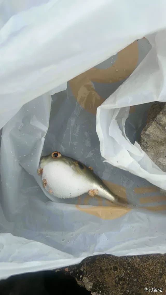 弓斑多纪鲀钓获 中山市 0.8kg