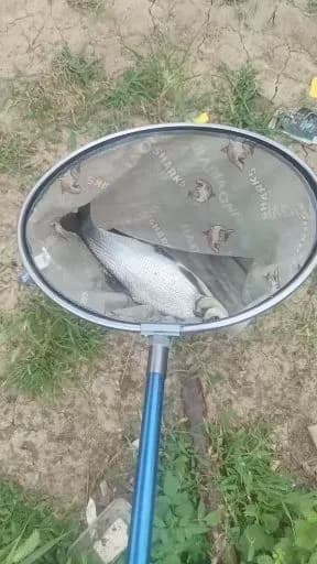 弓背鱼钓获 无锡市 1.5kg