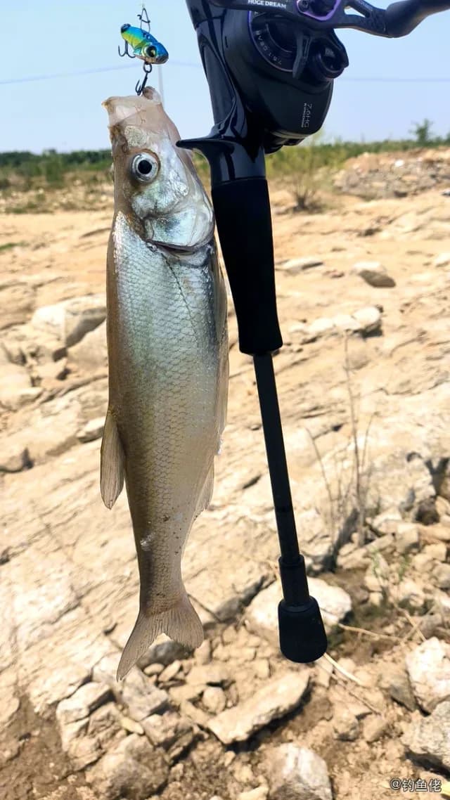弓背鱼钓获 临沂市 0.7kg