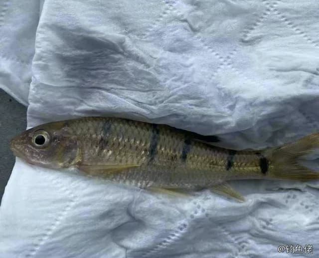 光唇鱼钓获 三明市 0.1kg