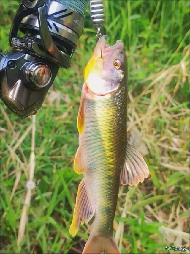 光唇鱼钓获 昆明市 0.1kg