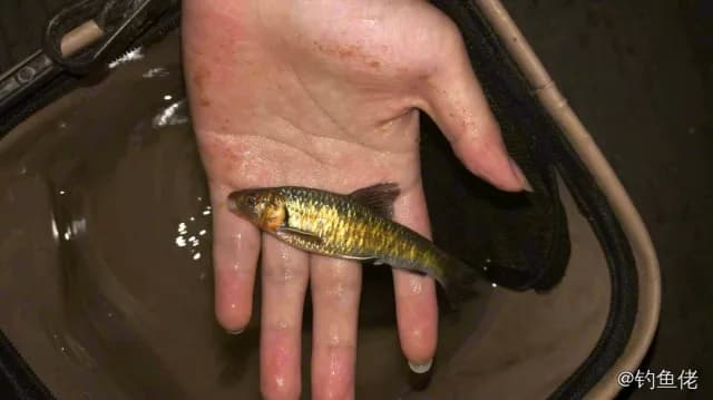 光唇鱼钓获 贵阳市 0.1kg