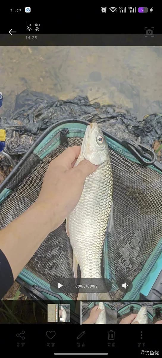 桂孟加拉国鲮钓获 南宁市 0.6kg