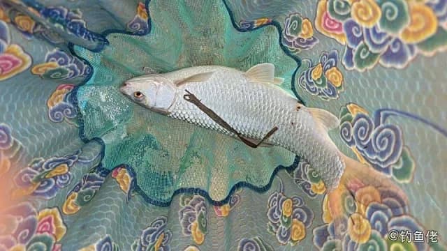 桂孟加拉国鲮钓获 南宁市 0.75kg