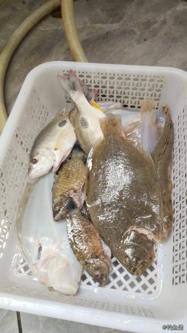 桂皮斑鲆钓获 海南省 0.8kg