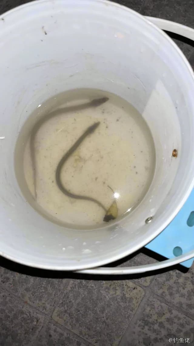 海鳗钓获 上海市 0.1kg