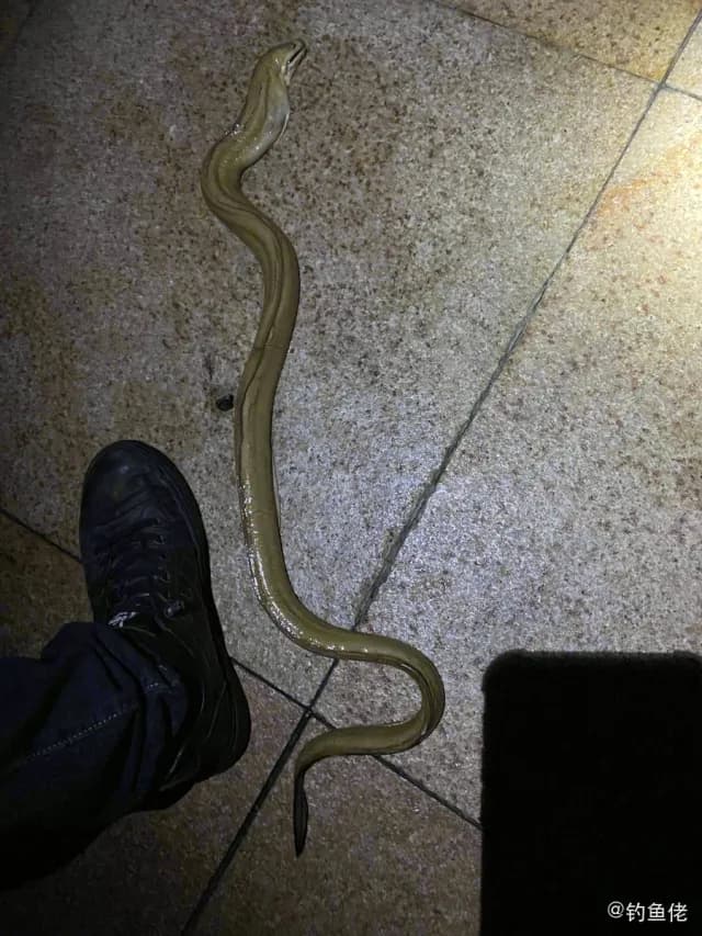 海鳗钓获 厦门市 