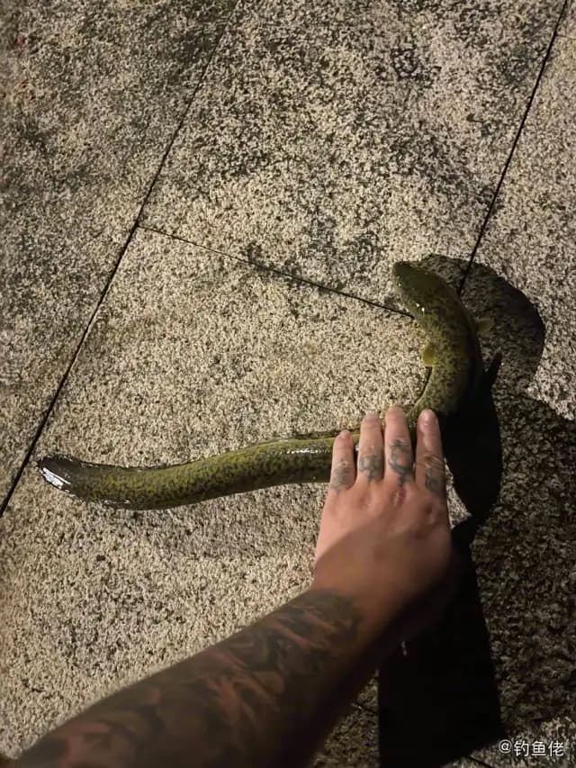 海鳗钓获 珠海市 1.2kg