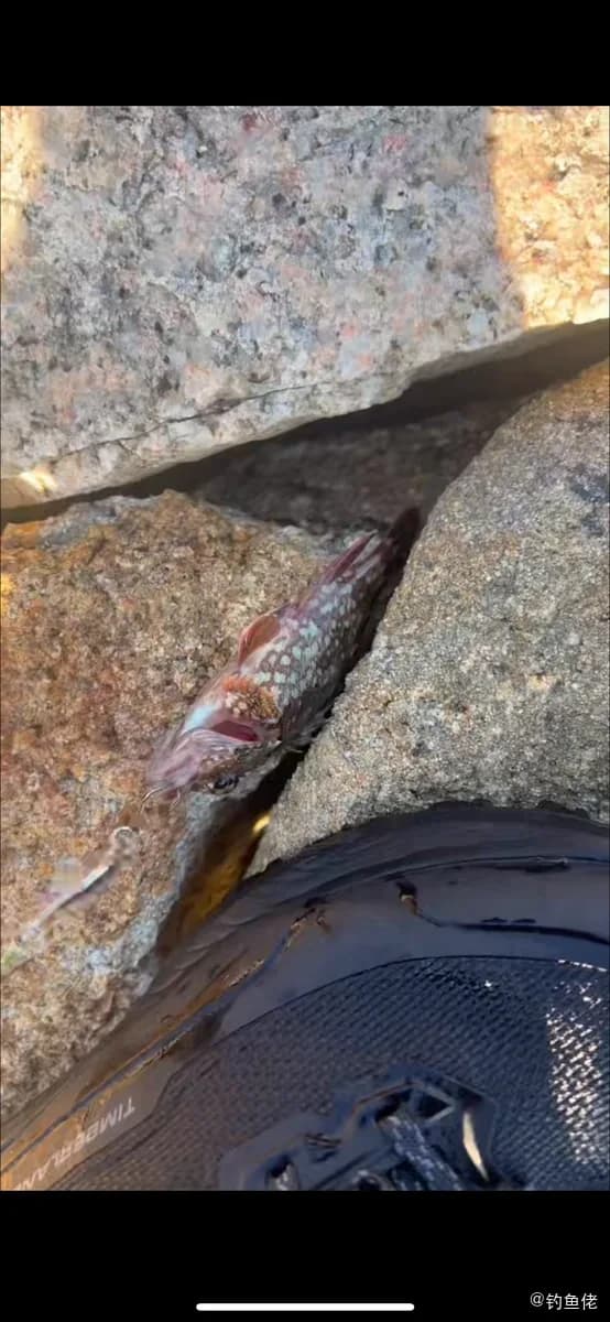 褐菖鲉钓获 香港特别行政区 