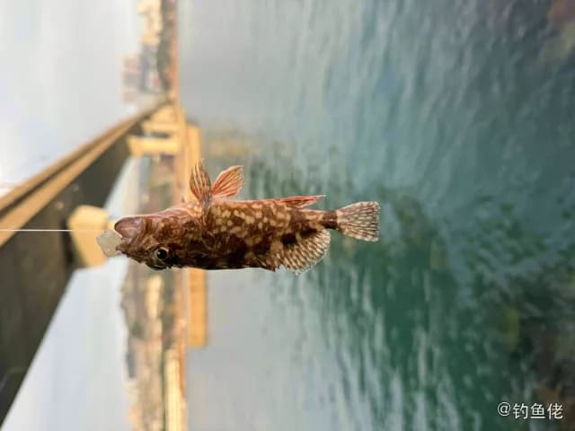 褐菖鲉钓获 香港特别行政区 0.8kg