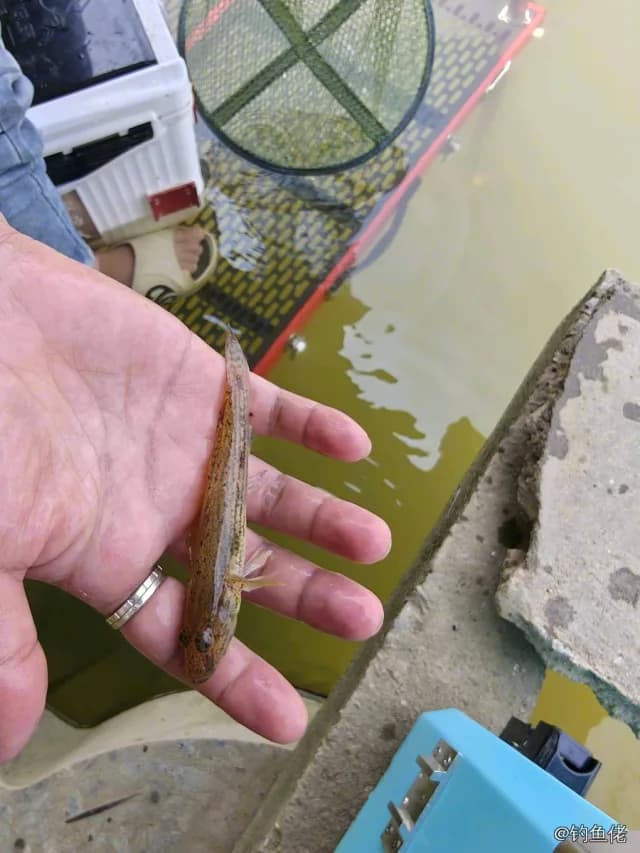 河川沙塘鳢钓获 广州市 0.01kg
