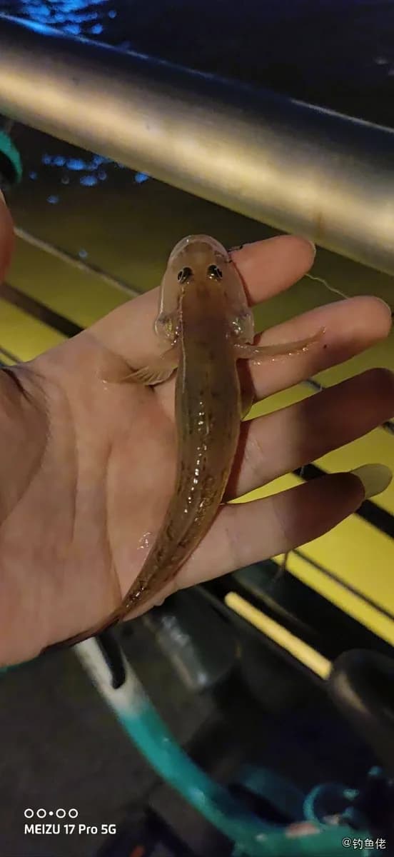 河川沙塘鳢钓获 珠海市 0.1kg