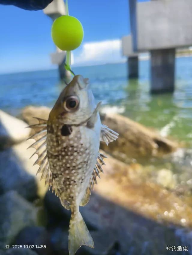 褐篮子鱼钓获 钦州市 0.1kg