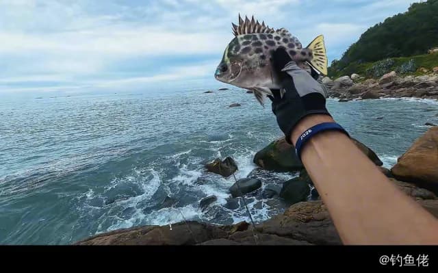 褐篮子鱼钓获 汕头市 0.05kg
