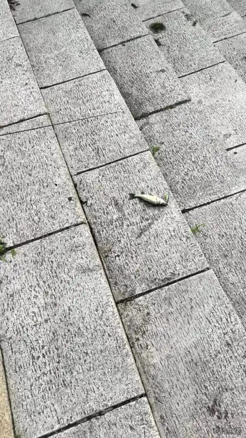 河鲈钓获 青岛市 0.5kg