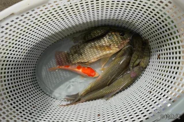 河鲈钓获 广州市 0.5kg