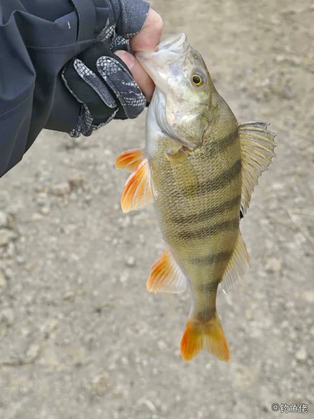河鲈钓获 银川市 0.5kg