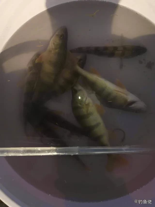 河鲈钓获 克拉玛依市 0.5kg