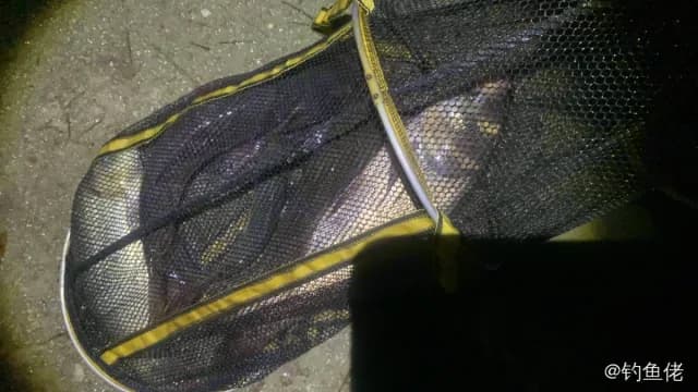 黑背蝴蝶鱼钓获 江门市 0.1kg