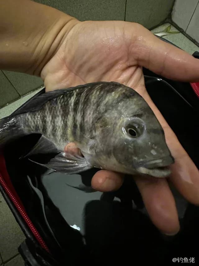 黑带娇丽鱼钓获 东莞市 0.02kg