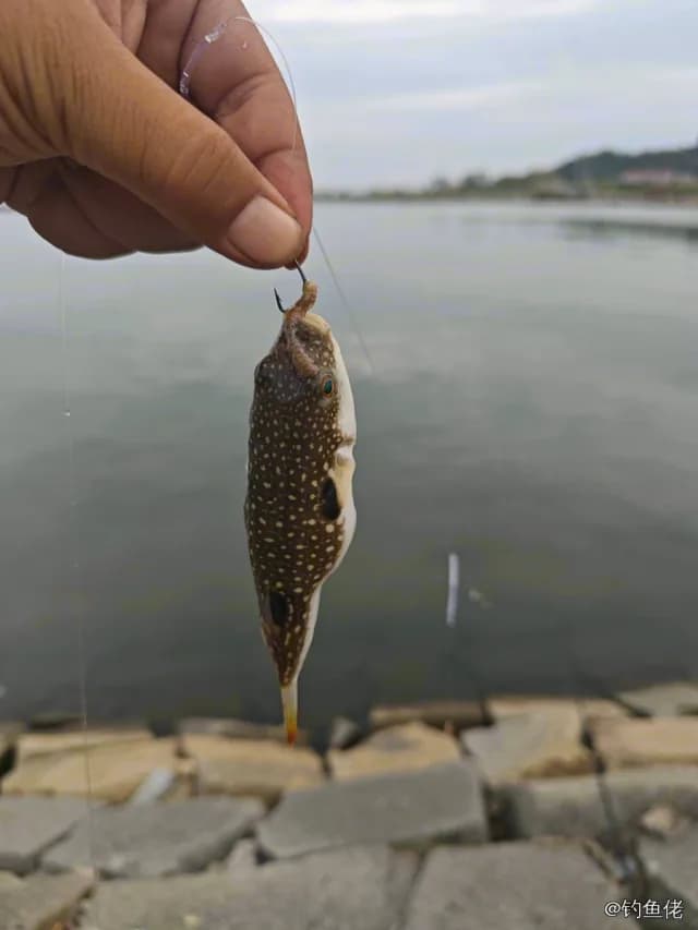 黑点多纪鲀钓获 葫芦岛市 0.01kg