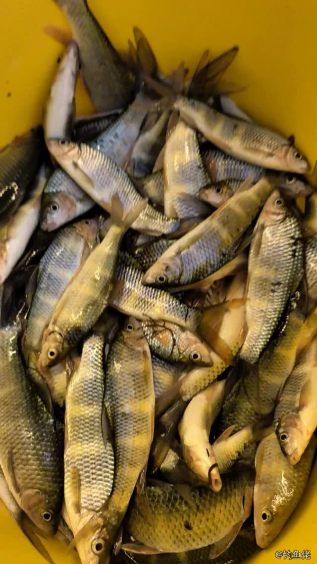 虹彩光唇鱼钓获 贵阳市 0.03kg