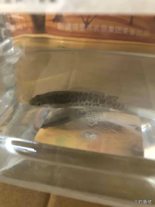 虹鳉钓获 梅州市 1kg