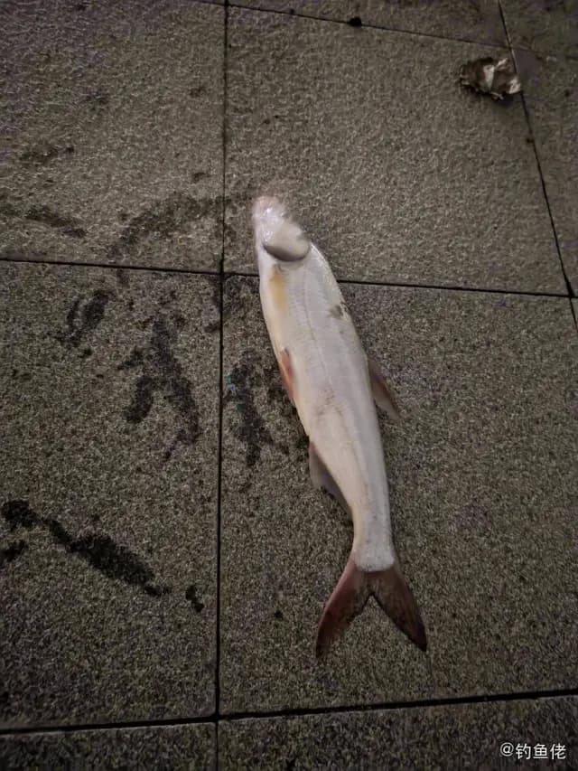 红鳍鲌钓获 上海市 0.4kg