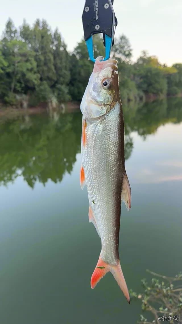 红鳍鲌钓获 合肥市 2.2kg