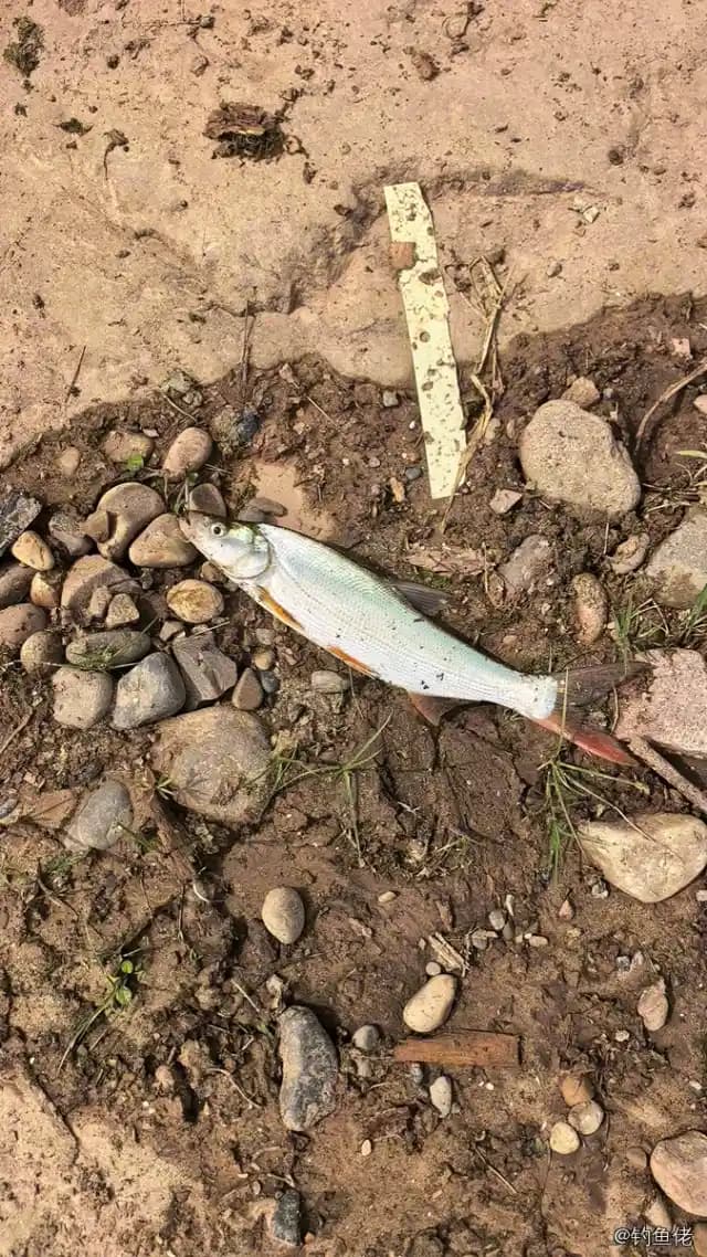 红鳍鲌钓获 北京市 1kg