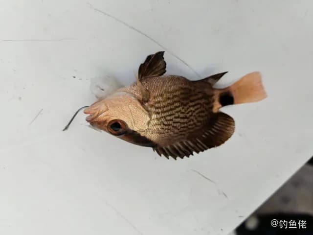 红鳍笛鲷钓获 防城港市 0.1kg
