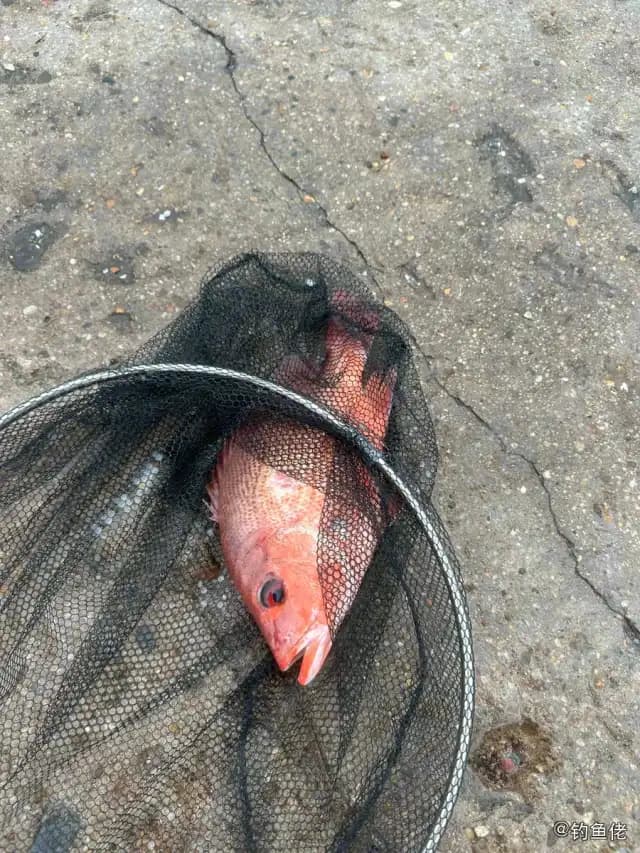 红鳍笛鲷钓获 惠州市 0.8kg