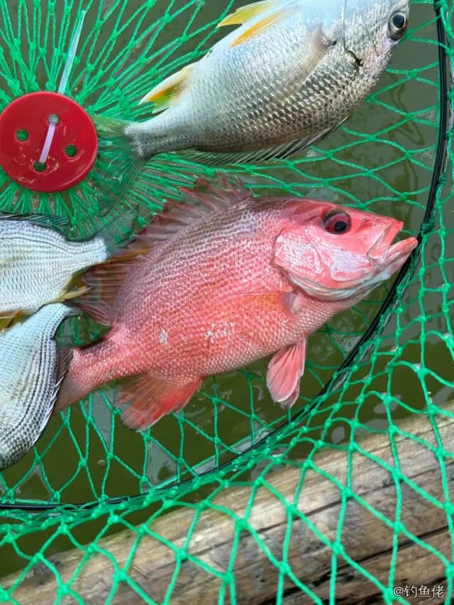 红鳍笛鲷钓获 钦州市 0.8kg