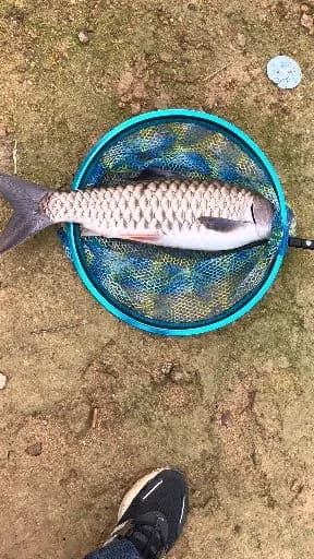 红铜大鳞脂鲤钓获 温州市 0.05kg