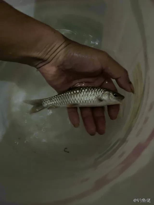 红铜大鳞脂鲤钓获 永州市 0.05kg