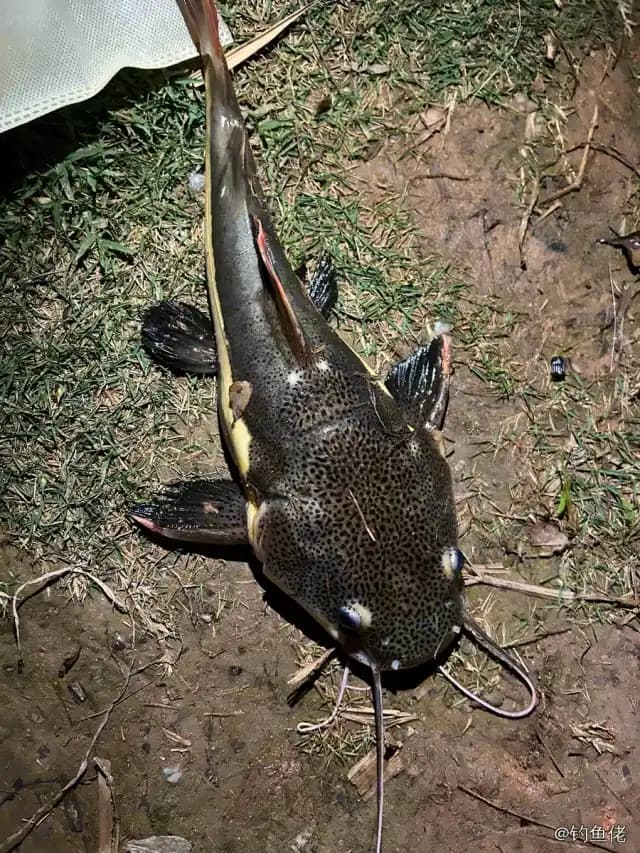 红尾护头鲿钓获 深圳市 0.5kg