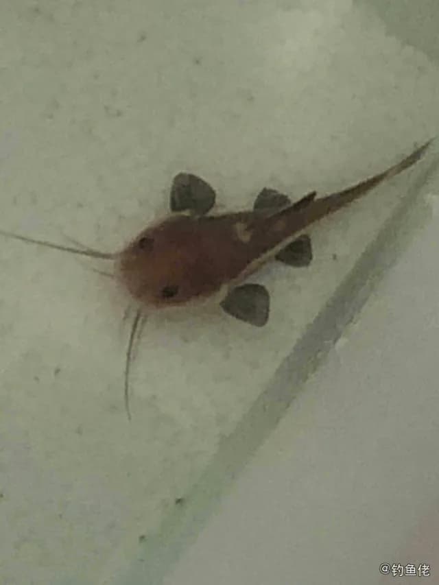 红尾护头鲿钓获 梅州市 0.1kg