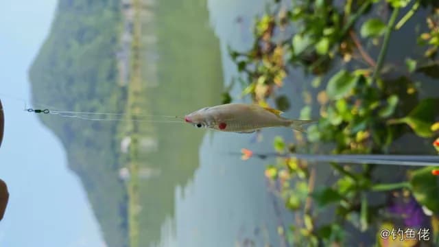 红吻半线脂鲤钓获 杭州市 