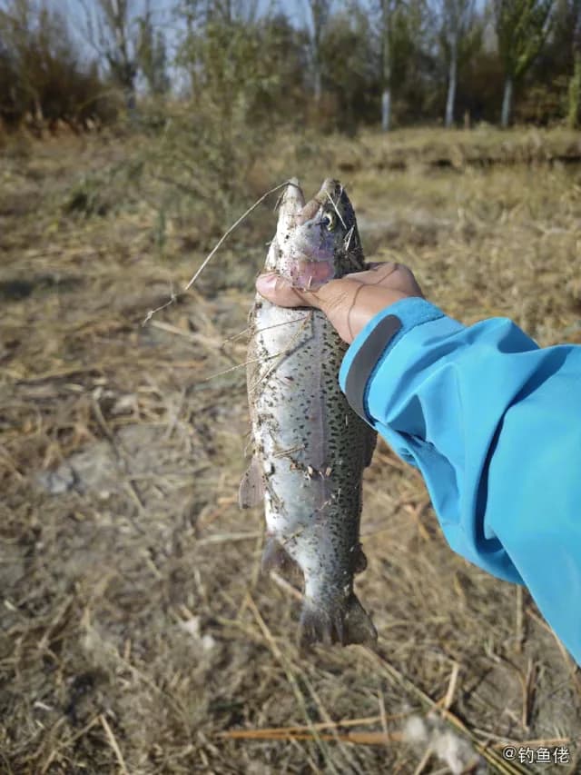 虹鳟钓获 酒泉市 1.5kg