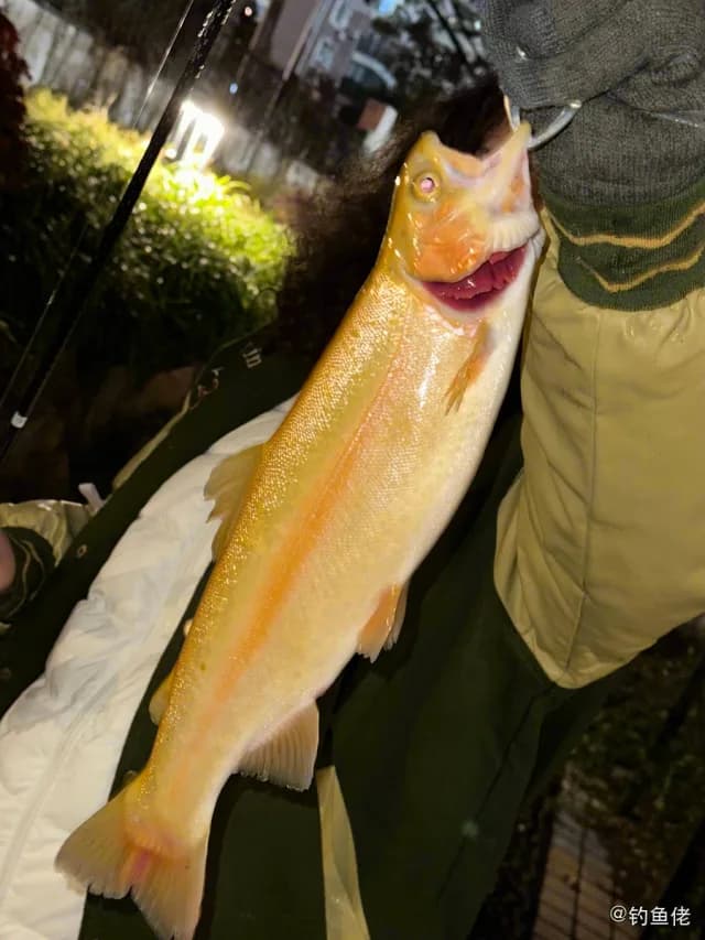 虹鳟钓获 上海市 4kg