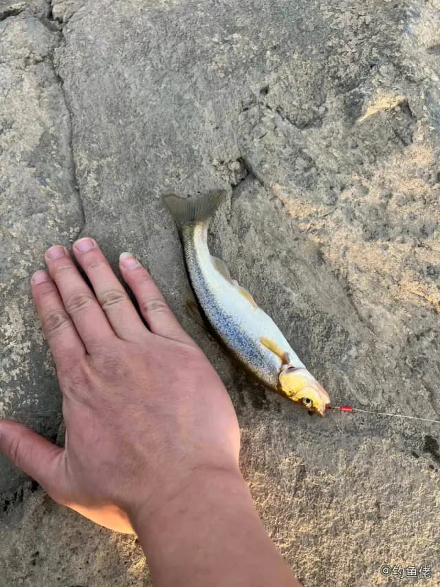 虹鳟钓获 阳泉市 0.3kg