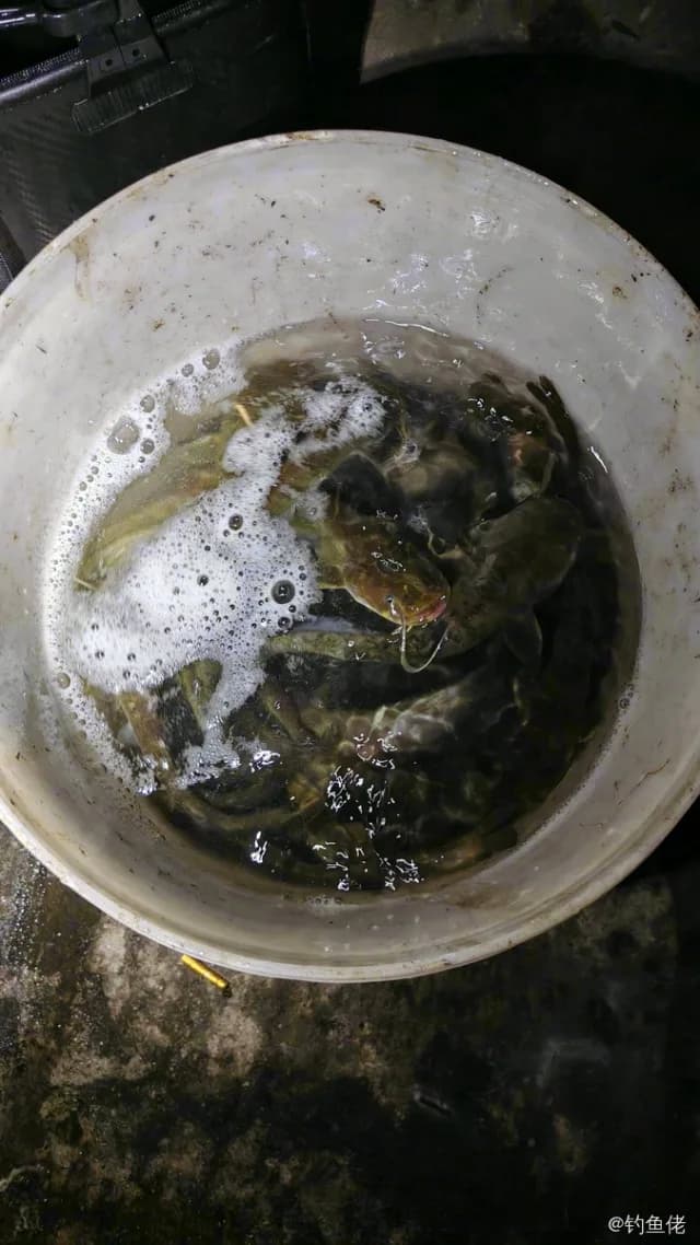 胡子鲇钓获 成都市 1kg