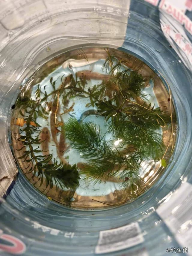 花斑副沙鳅钓获 上海市 